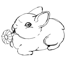 rabbit drawings with a black pen