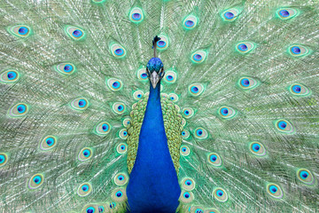 Obraz premium Peacock in full display