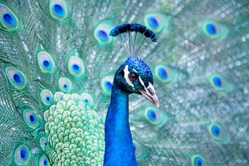 Closeup of Peacock profile