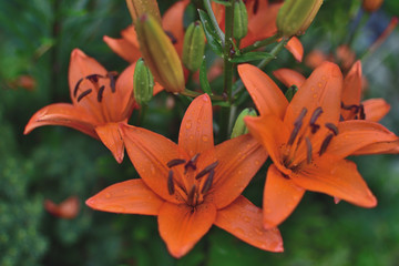 Fototapeta premium close-up of red lily flowers in transparent rain drops on green blurred background