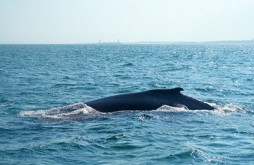 close up on the whale in the ocean 
