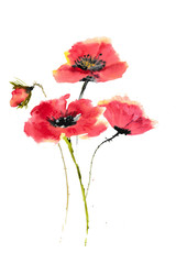 Red poppies on white background, watercolor hand painted, floral art
