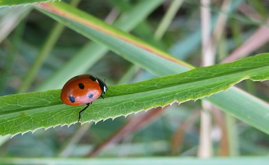 Ladybug on green grass in the meadow, closeup