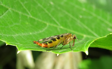 Scorpion fly on green leaf in the garden, closeup