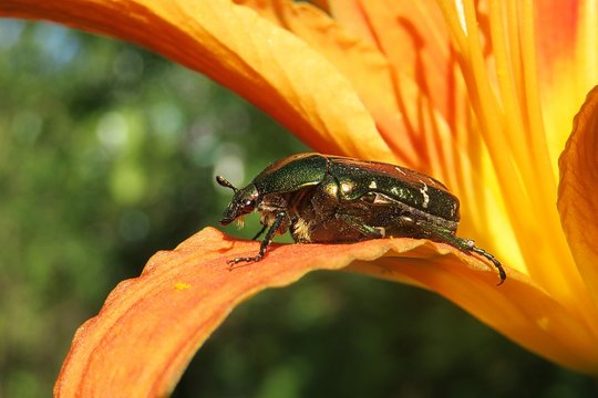 Green cetonia beetle on orange lily petal in the garden, closeup