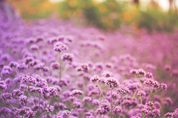 Obraz premium Blurred of Verbena Bonariensis is a perennial plant that flowers in late summer