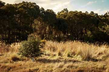 Fototapeta na wymiar Australian bushland