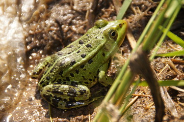Mr. Frogy