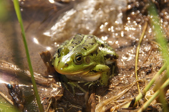 Frogy Images – Browse 55 Stock Photos, Vectors, and Video | Adobe Stock