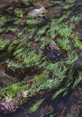 632-01 Creek Grasses