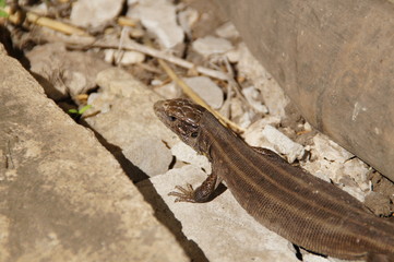 Lizard