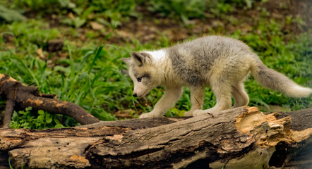 Beautiful fox cub exploring. 