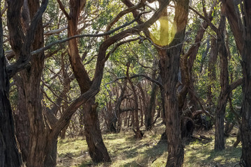 Trees trunks