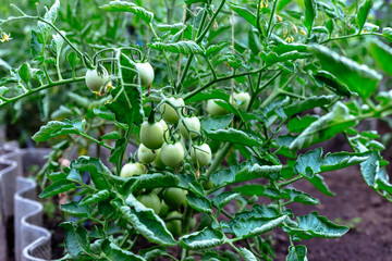 Green unripe tomatoes in a small home garden