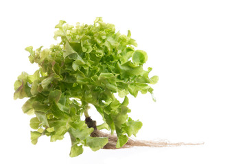 Obraz premium Green oak lettuce on white background