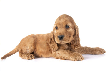 puppy cocker spaniel