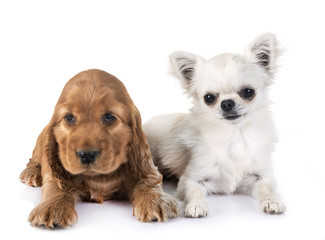 Fototapeta na wymiar puppy cocker spaniel and chihuahua
