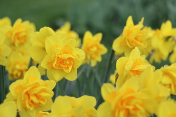 Obraz na płótnie Canvas daffodil