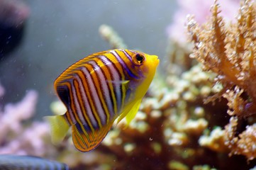 サンゴを見つめるニシキヤッコ