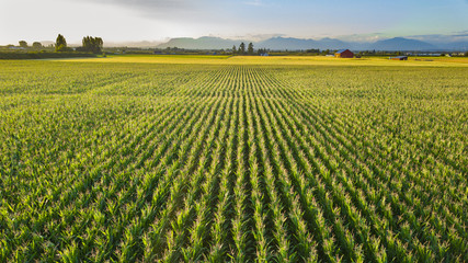 Beautiful Farm Landscape with Rows of Corn and Mountains in the background