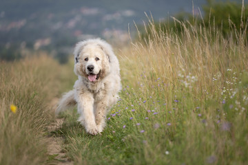 Great pirenees dog
