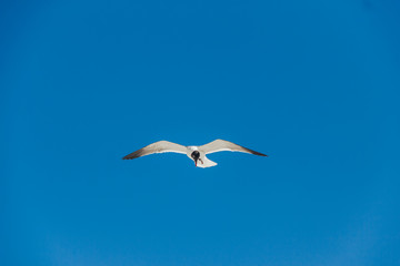 The seagull is flying