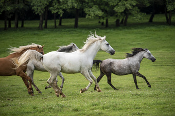 Fototapeta na wymiar Horses run in the morning