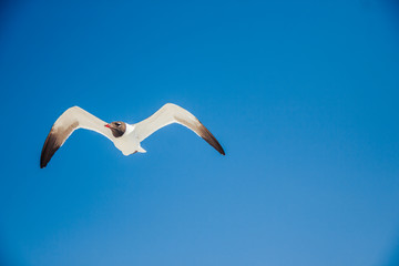 The seagull is flying