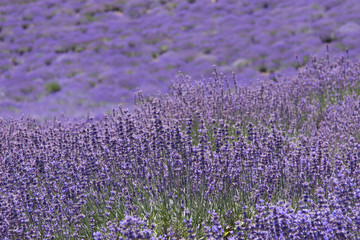 Naklejka premium Lavender field in the sun