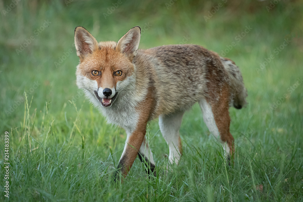 Poster red fox vulpes vulpes walking slowly facing the viewer and staring straight at the camera with wide open eyes