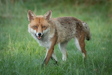 Naklejka na ściany i meble red fox vulpes vulpes walking slowly facing the viewer and staring straight at the camera with wide open eyes