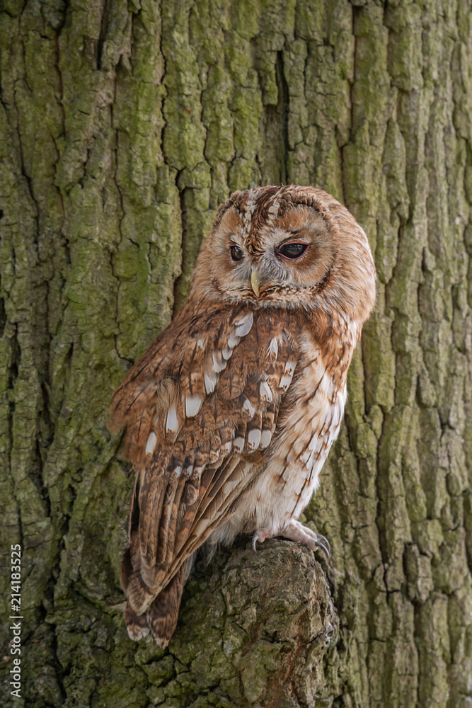 Poster A full length portrait of a tawny perched on a branch with the tree bark as the background with text space all around in upright vertical format