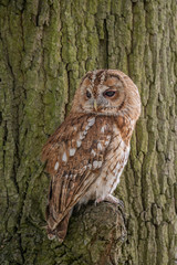 A full length portrait of a tawny perched on a branch with the tree bark as the background with text space all around in upright vertical format
