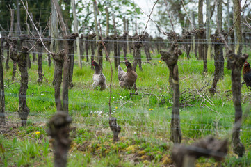 Rooster and hen on traditional free range poultry farm in the vineyards