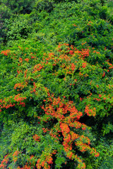 Abstract of green tree tops and red flowers