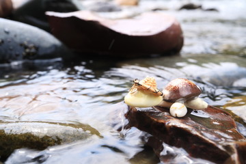 Image of a turtle made of shells. Handmade.