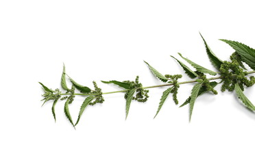 Common stinging nettle isolated on white background, Urtica dioica, top view