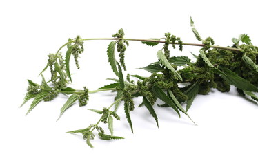 Common stinging nettle isolated on white background, Urtica dioica, top view