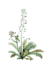 Illustration of plant