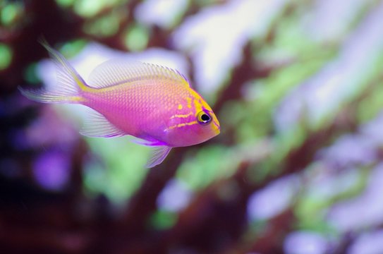 「魚図鑑」の写真素材 632件の無料イラスト画像 Adobe Stock