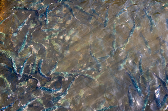Trout at a fish farm in France