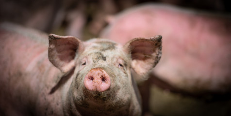 Domestic pigs. Pigs on a farm in the village