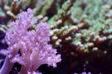 ピンクと緑のサンゴ礁