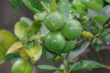 Lime tree close up