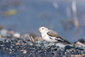 A Snow Bunting (Plectrophenax nivalis) searching for food during migration