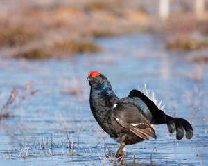 Black Grouse is showing off during their mating season
