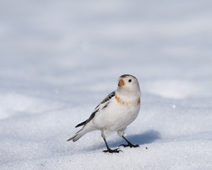 A Snow Bunting (Plectrophenax nivalis) searching for food during migration