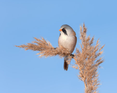 Male Bearded Reedling (Panurus biarmicus) sitting on a cane on a winter morning