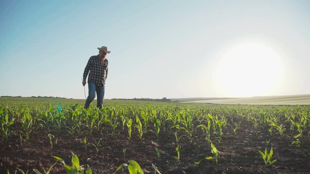 The senior farmer walks on the field and checks the corn harvest. 4K