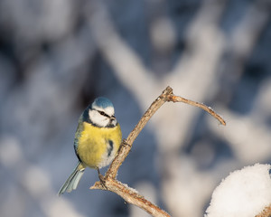 Small and colorful Blue tit (Parus caeruleus) fluffed up against the cold weather